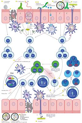 Effects of Gut Microbiota on Host Adaptive Immunity Under Immune Homeostasis and Tumor Pathology State